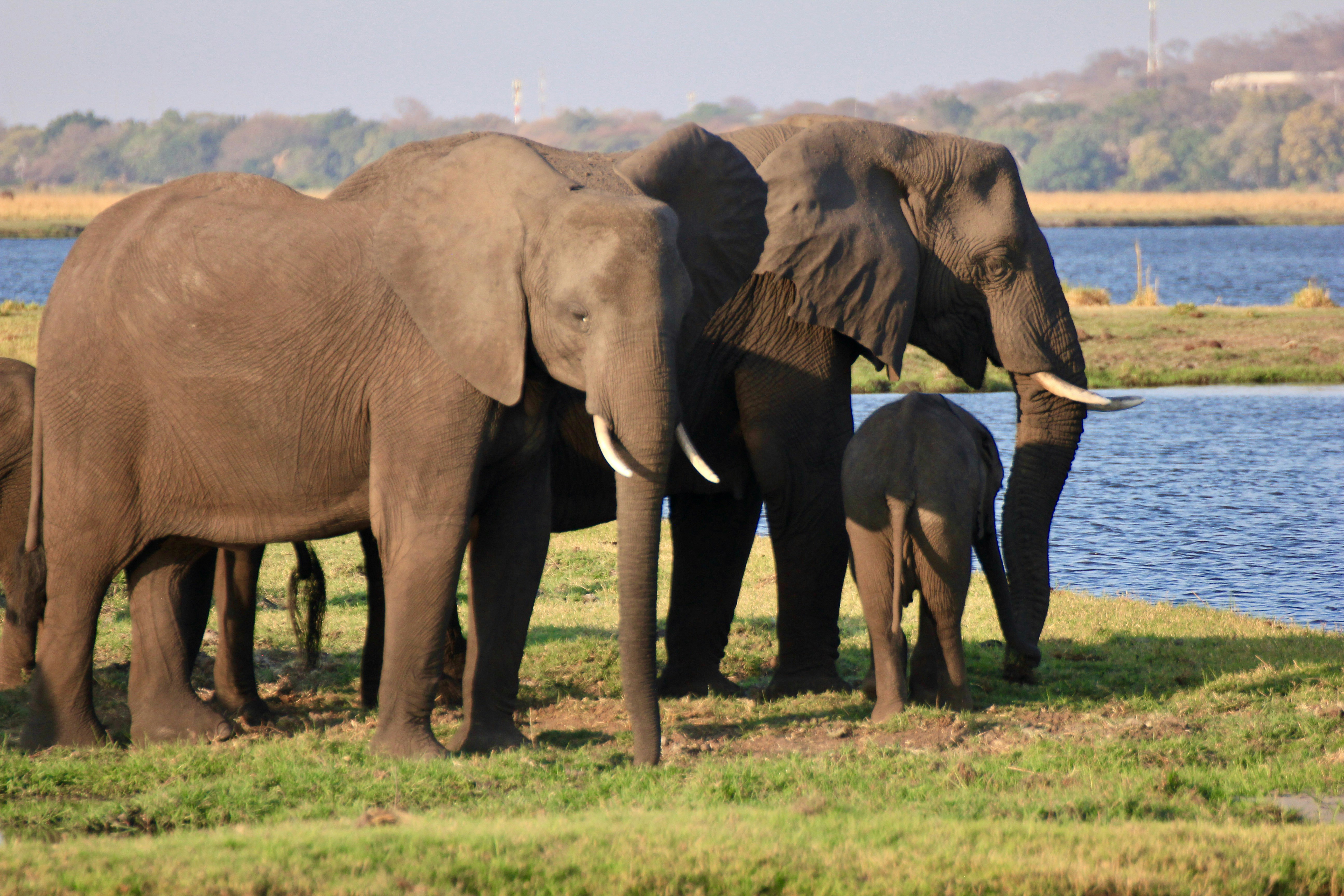 Sri Lankan elephant